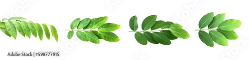 Isolated crape myrtle leaves and branche on white background with clipping paths.