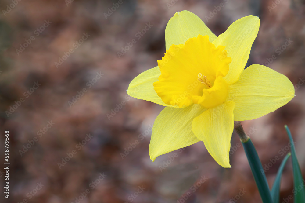 Fototapeta premium yellow daffodil flower