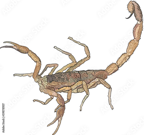 Drawing Stripped bark scorpion, poisonous, midlle,art.illustration, vector photo