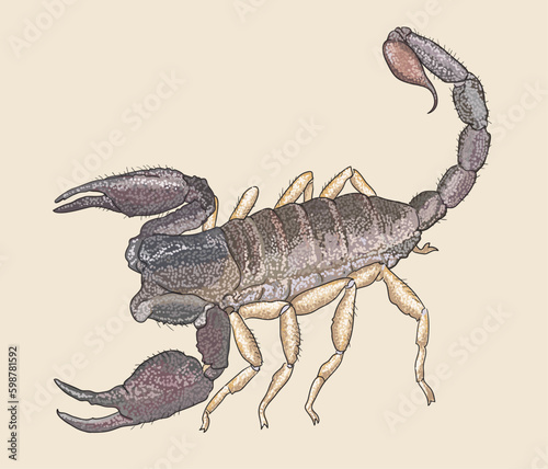 Drawing Pasific forest scorpion  danger  large art.illustration  vector