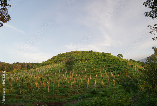 A row of lush dragon fruit trees in the plantation