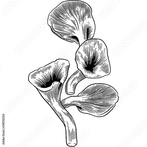 Hand drawn Oyster Mushrooms Sketch Illustration