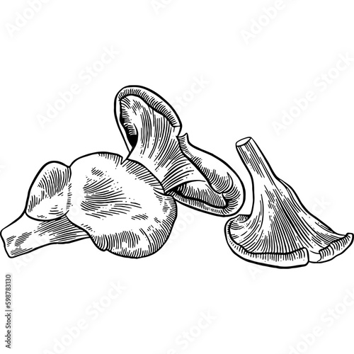 Hand drawn Oyster Mushrooms Sketch Illustration