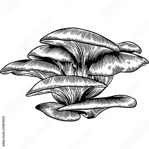 Hand drawn Oyster Mushrooms Sketch Illustration