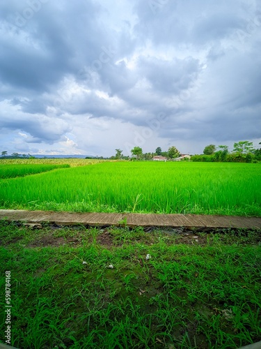 field and blue sky