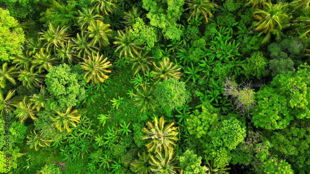 Top view of dense tropical rainforest with towering palm trees, big trees, and lush greenery in Thailand on a sunny day. Top view of dense tropical rainforest with towering palm trees, big trees, and lush greenery in Thailand on a sunny day.