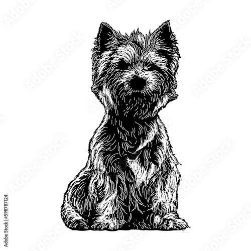 Westiepoo mix breed dog hand drawing vector isolated on background.