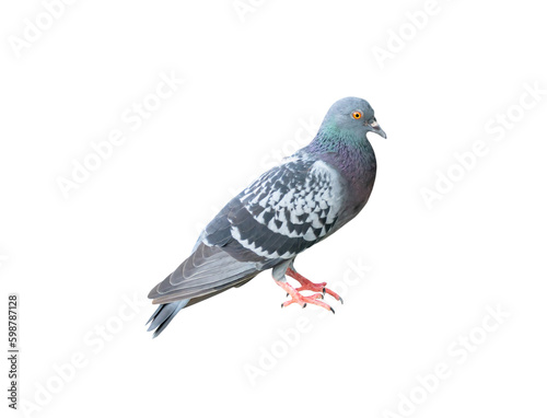 Single wild pigeon standing isolated on white background with clipping path