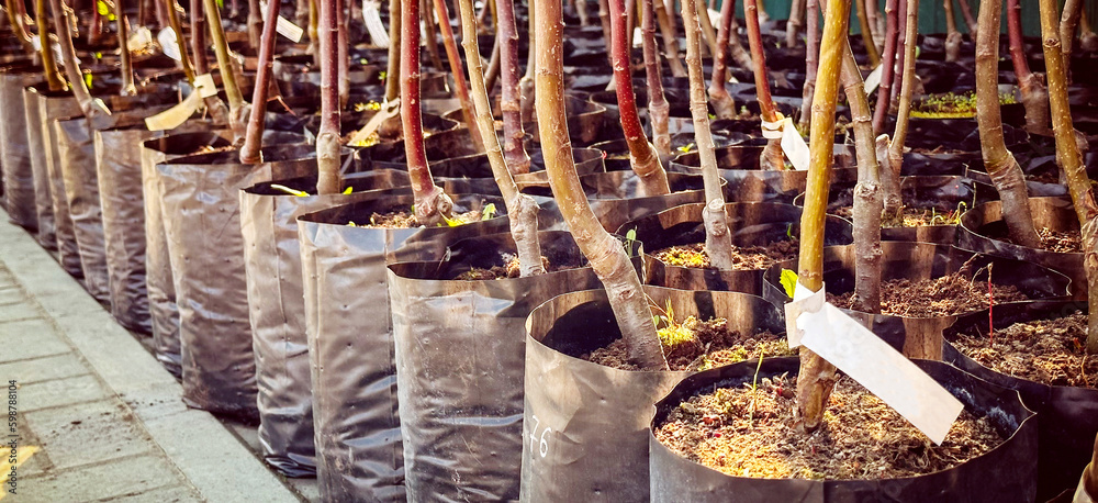 a seedling of fruit trees in a plant nursery