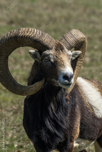 Portrait of Big Horn Sheep Goat  © Anna Photography