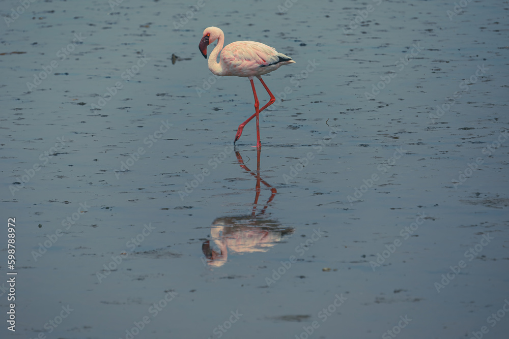 Pink flamingo wading in the lagoon of Walvis Bay
