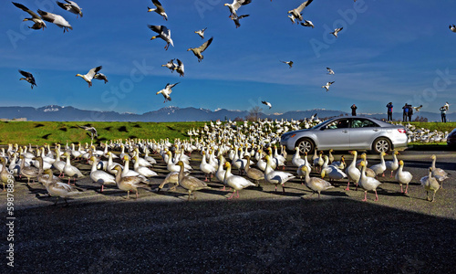 A flock of migratory white geese sat on the road, stopping traffic. Road, green meadow, people with cameras against the backdrop of a mountain range and blue sky © Alex Lyubar