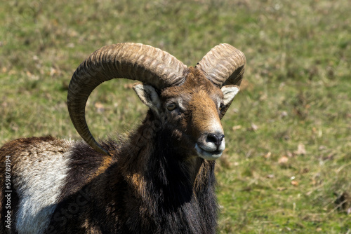 Portrait of Big Horn Sheep Goat 