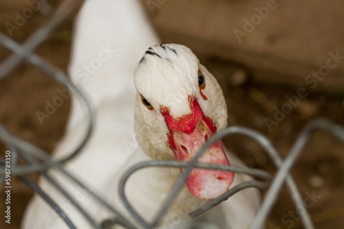 PORTRAIT PHOTOGRAPH OF WHITE DUCK. CONCEPT OF DOMESTIC ANIMALS AND FARMS.