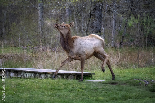Young Elk strutting around