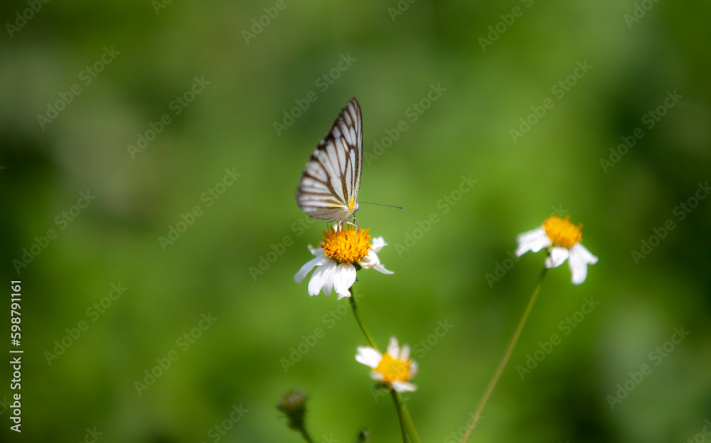 butterfly on a flower butterfly on a flower