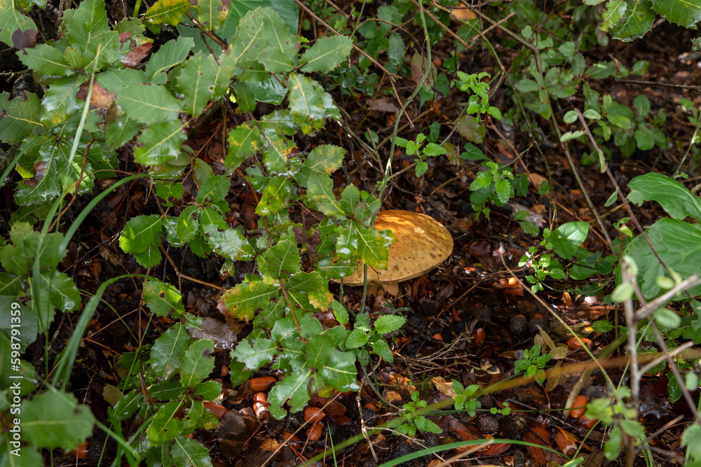 Obraz premium A young edible mushroom - Obabok - Leccinum lepidum, makes their way through a layer of grass and needles in a coniferous forest near the city of Karmiel, in northern Israel.