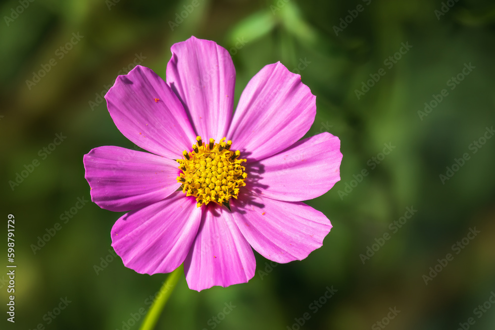 Beautiful purple Cosmos flower on green blured background. Cosmos bipinnatus, commonly called the garden cosmos or Mexican aster. Beautiful purple Cosmos flower on green blured background. Cosmos bipinnatus, commonly called the garden cosmos or Mexican aster.