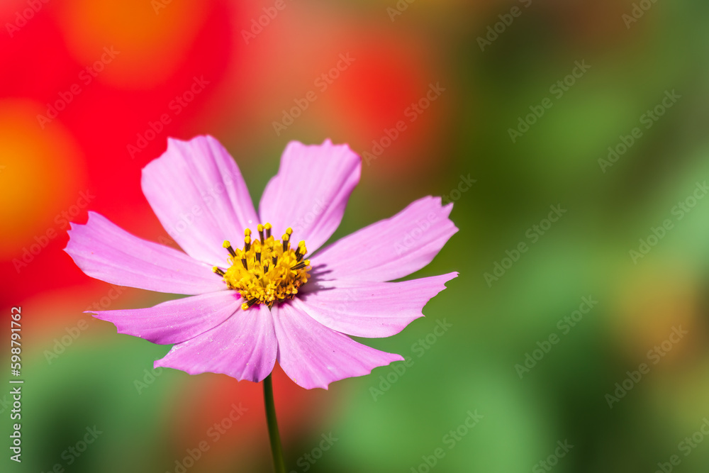 Beautiful purple Cosmos flower on green blured background. Cosmos bipinnatus, commonly called the garden cosmos or Mexican aster. Beautiful purple Cosmos flower on green blured background. Cosmos bipinnatus, commonly called the garden cosmos or Mexican aster.