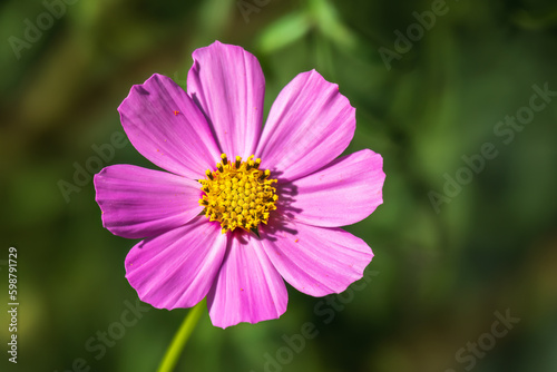 Beautiful purple Cosmos flower on green blured background. Cosmos bipinnatus, commonly called the garden cosmos or Mexican aster.