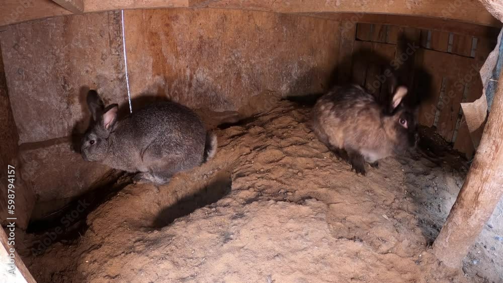 Video Stock Time warp of rabbits going in and out of their burrows or