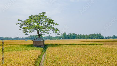 Beautiful view of rice field and hut , beautiful bangladesh landscape photo