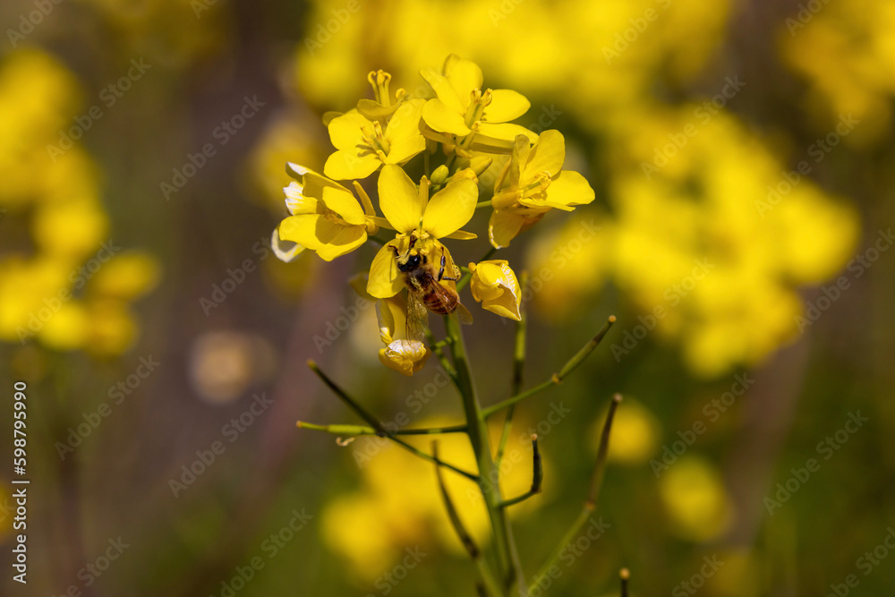 yellow flower in the field yellow flower in the field