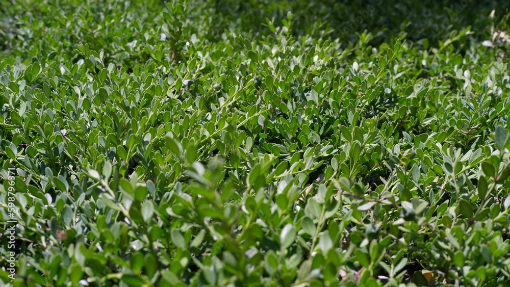 green grass background green grass background