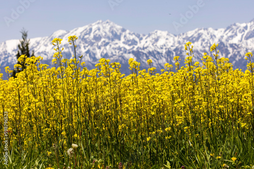 field of dandelions © ＨａｐｐＹ　Ｌｉｆｅ。