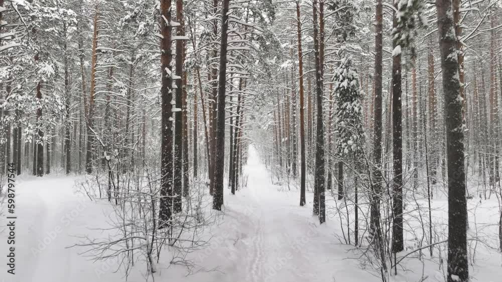 Flight in the middle of the winter snow forest
Flight in the middle of the winter snow forest