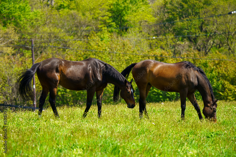 引退後の2頭の競走馬