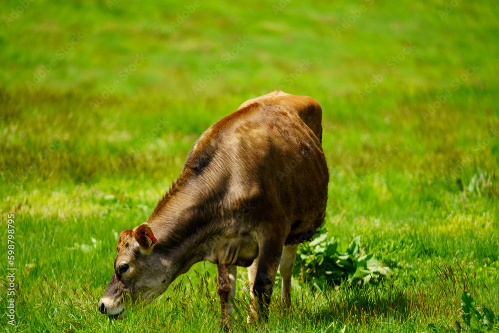 Fototapeta premium 蒜山のジャージー牛