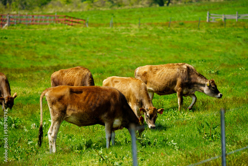 蒜山のジャージー牛