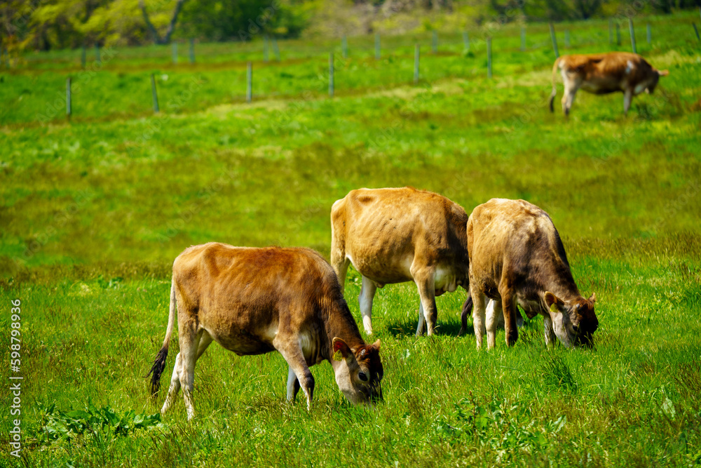 蒜山のジャージー牛