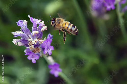Bee hoovering next to a lavender flower