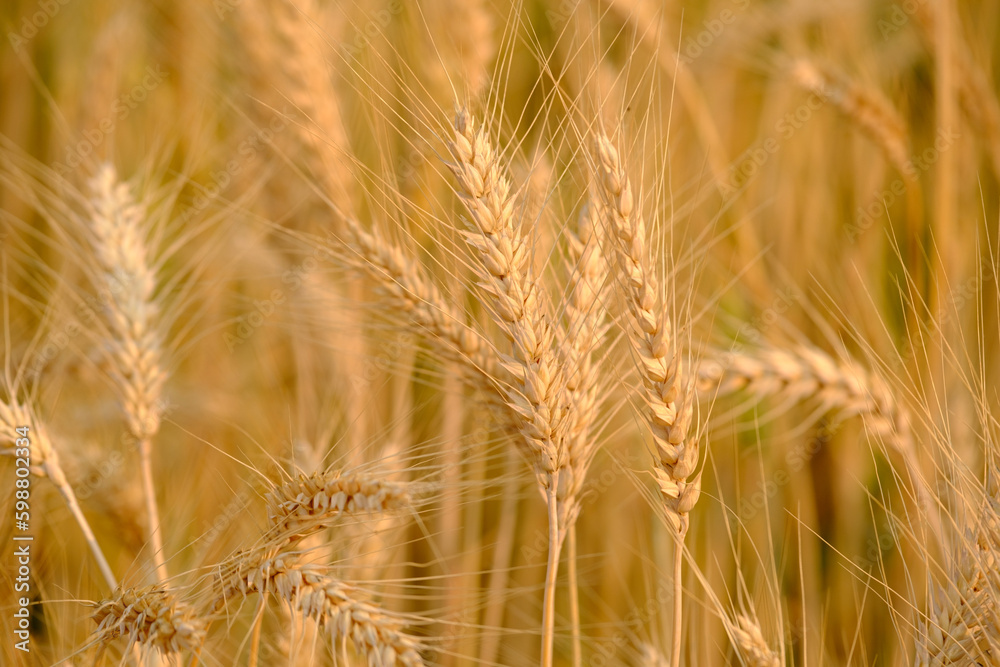  Gold Wheat Field Background