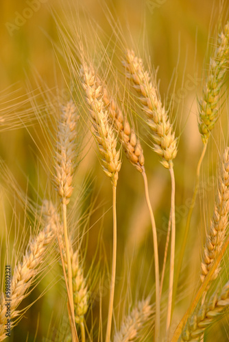  Gold Wheat Field Background