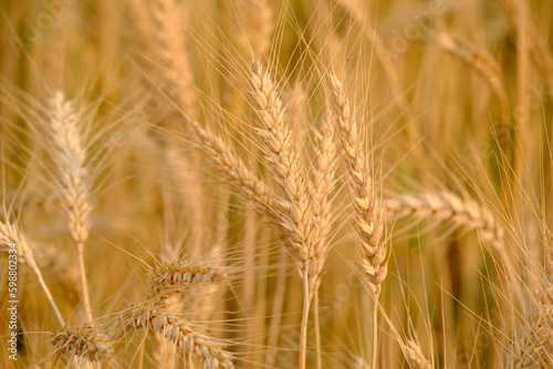    Gold Wheat Field Background
