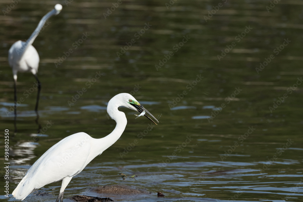 Great Egret catching fish in the river