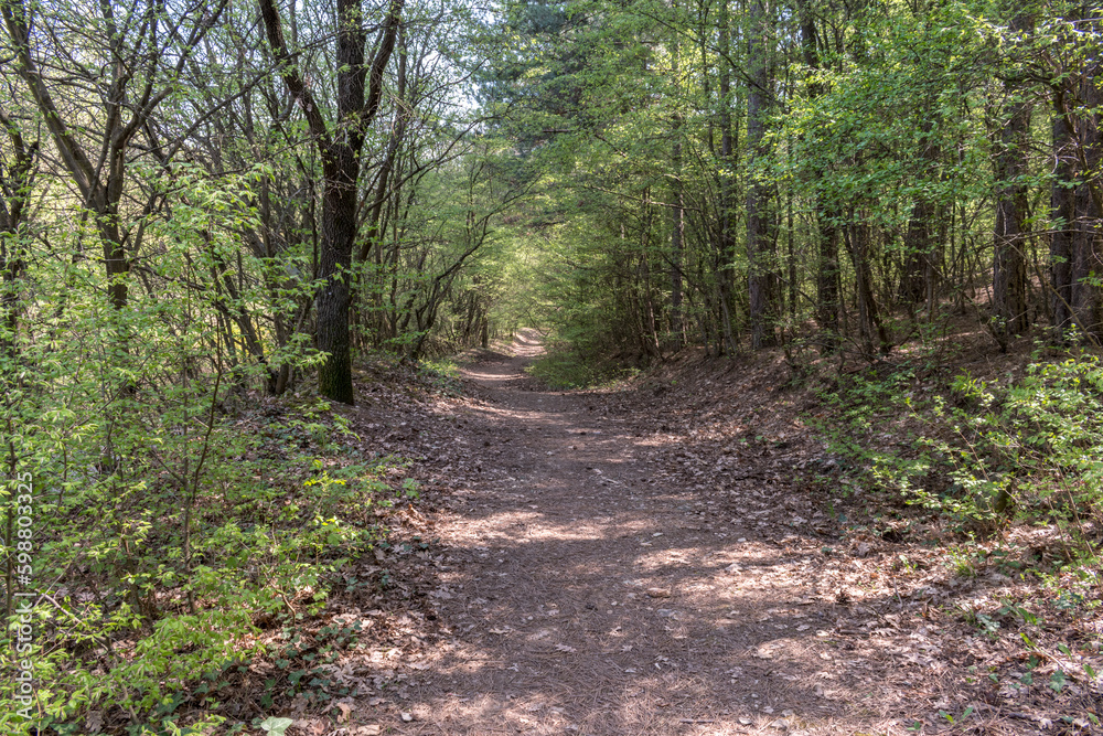 A small path in the park between the tall trees. A small path in the park between the tall trees.