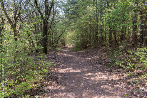 A small path in the park between the tall trees.
