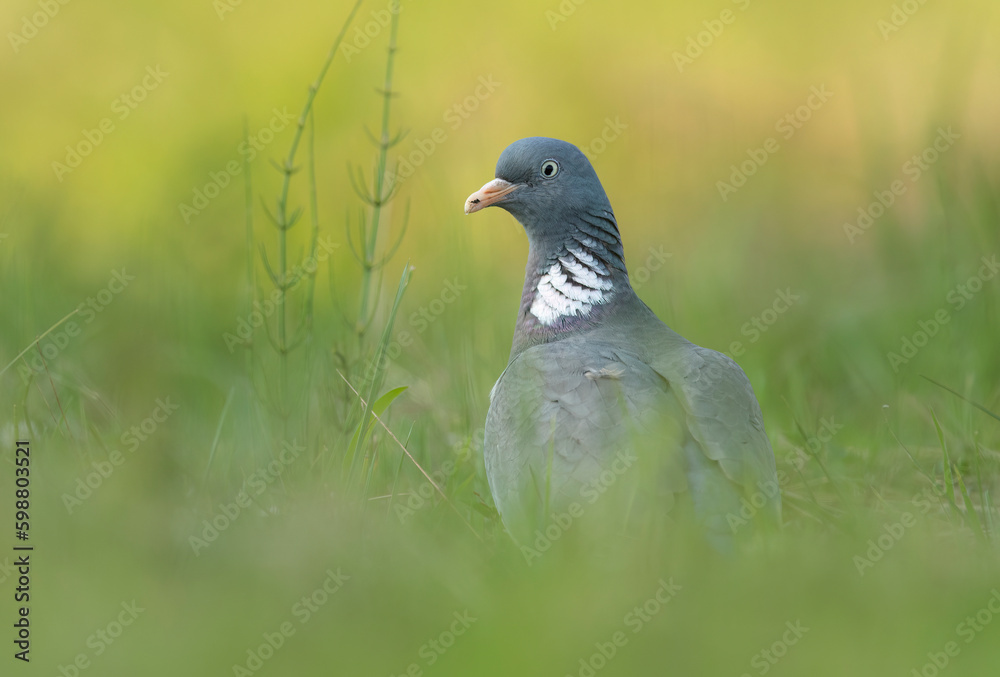 Wood Pigeon ( Columba palumbus ) close up