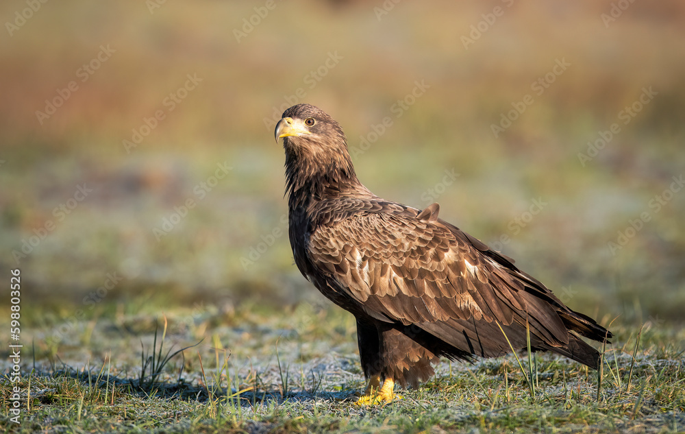 Fototapeta premium Sea eagle or white tailed eagle ( Haliaeetus albicilla)