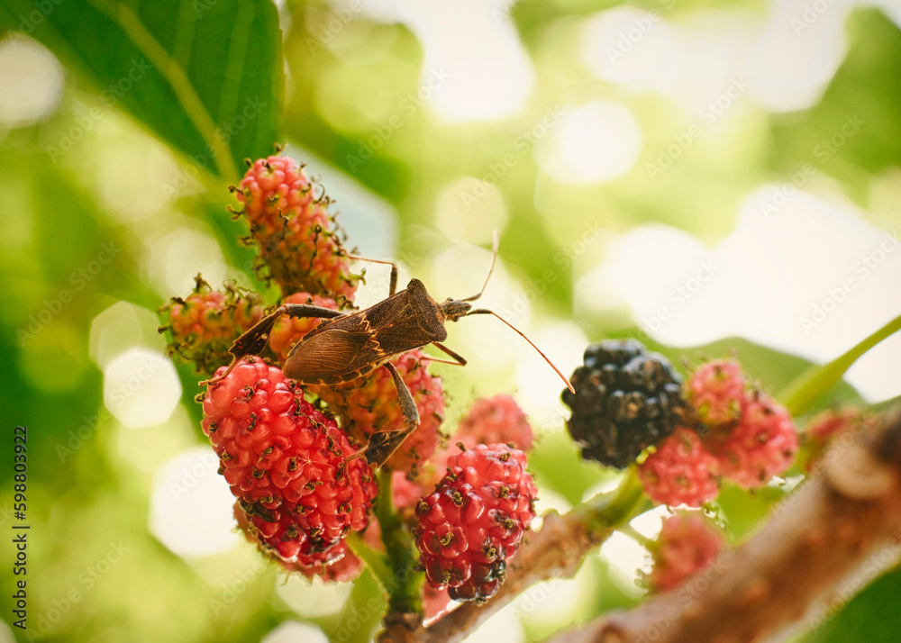 Mulberry fruits with a bug on them eating Mulberry fruits with a bug on them eating