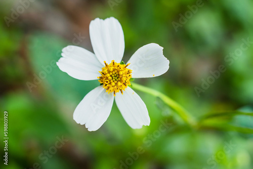 Close-up photo of Biden's Alba Flower - the main nectar provider for bees and butterflies in Florida year around