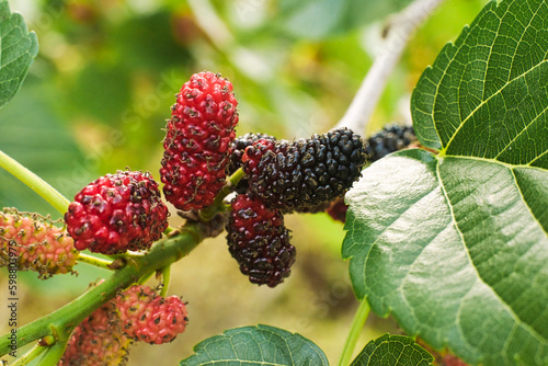 Fototapeta Naklejka Na Ścianę i Meble -  Mulberry tree with fruits