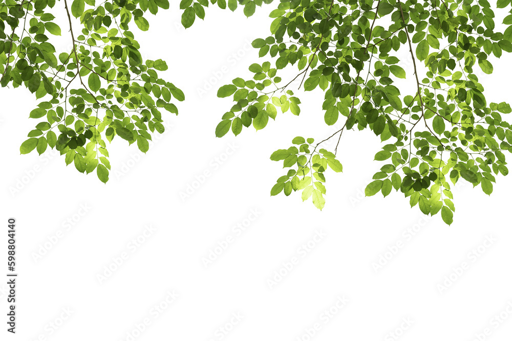 branch leaves or green leaf isolated. Tree Leaf Frame branch leaves or green leaf isolated. Tree Leaf Frame