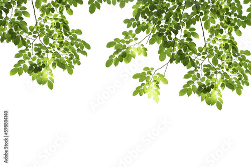 branch leaves or green leaf isolated. Tree Leaf Frame © ariya