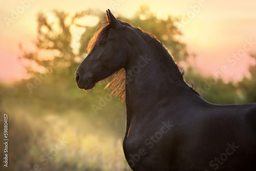 Black horse portrait