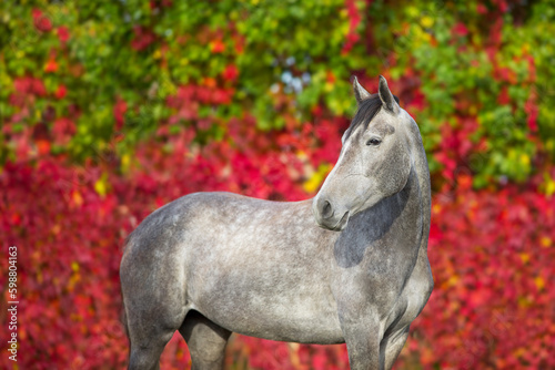 Fototapeta Naklejka Na Ścianę i Meble -  Grey horse portrait in autumn landscape